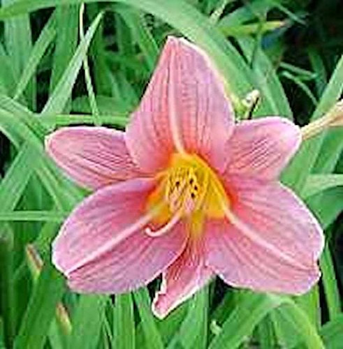 Hemerocallis Bed of Roses – WINTERHART, MEHRJÄHRIG, PFLEGELEICHT – Taglilie – Staude für Garten & Beet
