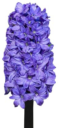 Bulbes de Jacinthes 20 x 'Blue Blush' - The Bulb Farmers - Printemps - Cultivé aux Pays-Bas -Bulbes de Jacinthes -Bulbes à fleurs