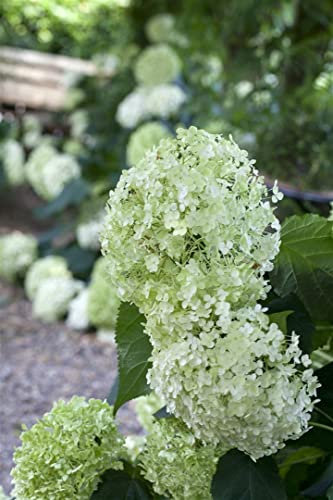 Hydrangea arborescens 'Annabelle' 100–125 cm – Winterhart, Mehrjährig, Pflegeleicht – Schneeballhortensie – Blütenstrauch für Garten & Beet