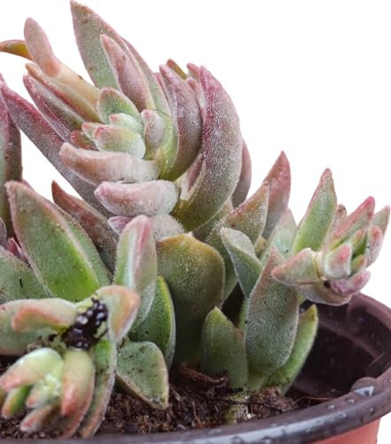 Crassula Justus Corderoy Variegata pianta grassa ibrida succulenta vera da interno e esterno