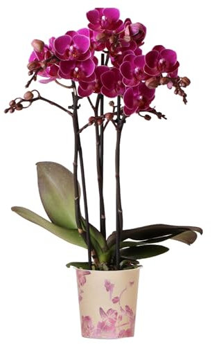 Orchid Phalaenopsis Multi Merida - Moth Orchid - Real Indoor House Plants - Live Plant for Living Room, Bedroom, Office - Indoor Plant Decor (9cm Pot, 30-40cm)