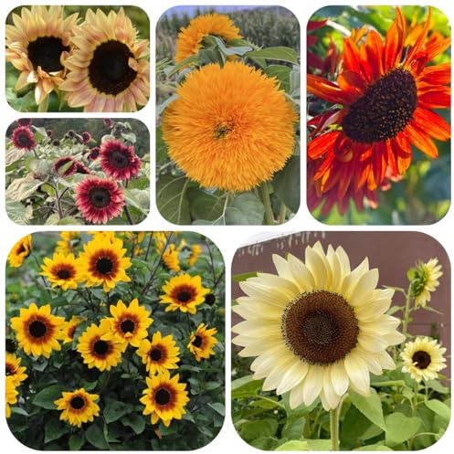 semillas de girasol raras, decoración de sala de estar, girasol perenne macizo con orgánicas de primavera, silvestres 250pcs