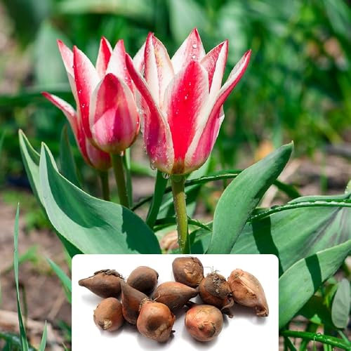 8 Tulip Rockery Pinocchio Bulbs - Vibrant Scarlet Red Blooms for Early Spring - Dwarf Greigii Variety – Cultivated for UK Climate Conditions