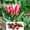 10 Tulip Rockery Pinocchio Bulbs - Vibrant Scarlet Red Blooms for Early Spring - Dwarf Greigii Variety – Cultivated for UK Climate Conditions