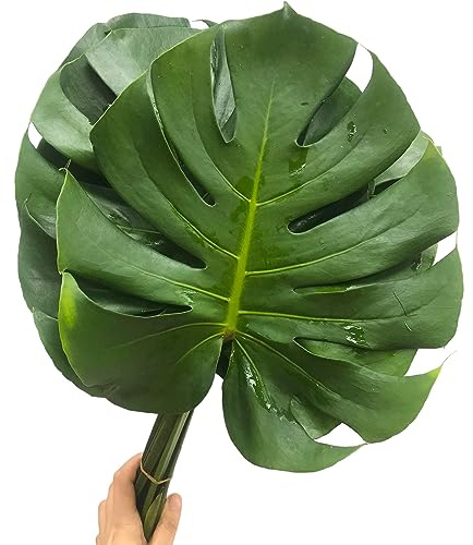 5 Pieces Large Palm Leaves Monstera Leaves Fresh Cut Flowers for Table Decorate Flower Arrangement Gifts for Birthday Anniversary Friendship and Love Flower