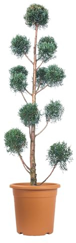 KENTIS - Ciprés Azul - Cupressus Arizonica Fastigiata Glauca - Planta Perenne de Exterior - H 140/160 cm Maceta Ø 30 cm