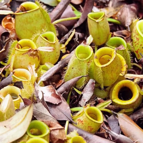 Nepenthes-kannenpflanze, kräuterpflanzen balkongewächshäuser geschenke für gartenfreunde topfpflanzen bio winterharte für garten 500Samen