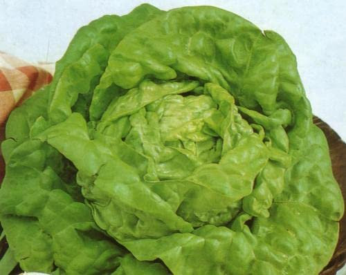 LATTUGA KS SEL.ATTRAZIONE NR.300 SEMI