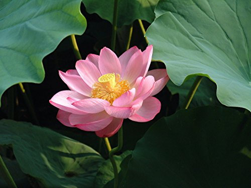 Flor de Loto Nelumbo Nucifera – 30 Semillas Premium | Edición Pro Master