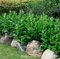 Kaukasische Lorbeerkirsche 125-150cm - Prunus laurocerasus