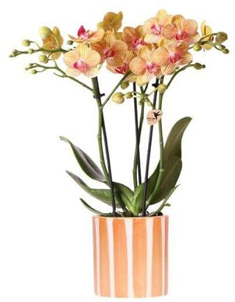 Phalaenopsis Orchidee Bozen Orange + Painted Stripe Topf Orange Ø9cm - Zimmerpflanze