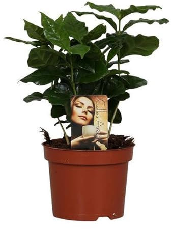 Kaffeepflanze - Coffea Arabica - Zimmerpflanze - Ø12cm - 25cm