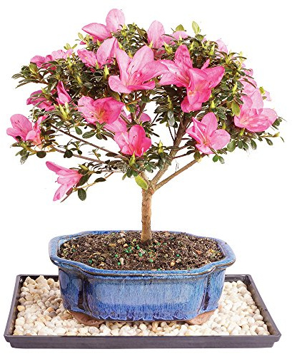 Brussel's Bonsai Live Satsuki Azalea Bonsai, Outdoor, Live Flowering Bonsai Tree - Medium, 6 Years Old, 8 to 10 in Tall - Bonsai Pot and Humidity Tray