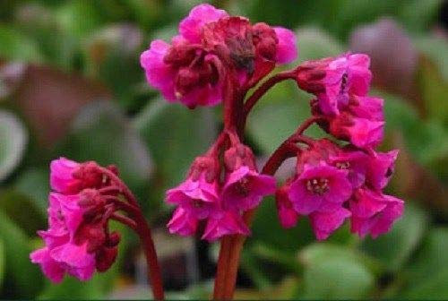 100 Semi/Confezione Bagliore invernale Bergenia Copertura del suolo Fiore Pianta Semi Facile da coltivare/Perenne Miglior Piccolo giardino Bonsai Casa