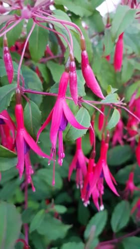Fuchsia magellanica 'Riccartonii' / Fuchsia de Magellan/Conteneur de 3 à 4 litres/Vivace