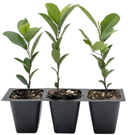 3 Carolina Cherry Laurel in 2.5” Nursery Cubes (Prunus caroliniana) | Evergreen Screening Shrub or Small Tree for Hedges, Borders & Wildlife | Ready-to-Plant Live Starter Plants