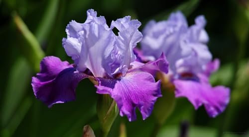 Iriszwiebeln, Eleganz,Gartenblumen, Winterhart, Stauden, Blumenzwiebeln Garten, Winterfeste Pflanzen Balkon ,Herbstpflanzen Winterhart,Iris