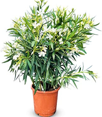 Sunny Tree Oleander - farbe Weiß - 80/100 cm - Nerium Oleander Pflanze für draußen - Immergrün im Winter - Mediterrane Pflanze