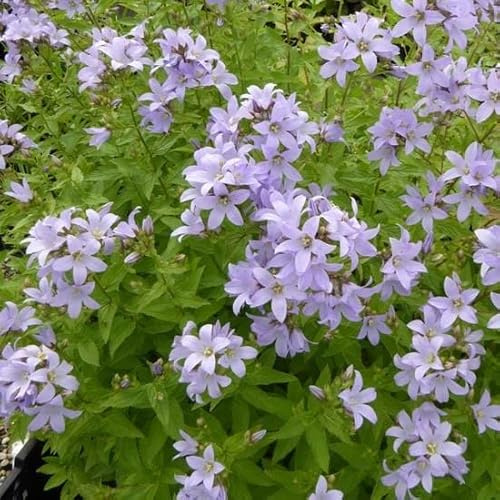 6x Campanula lactiflora 'Loddon Anna' – Vaso 9x9 cm – fioritura rosa lilla giardino