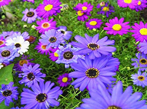 TRTO Swan River Daisy Mix - 2000 Seeds - Brachycome Iberidifolia - Annual Bedding for Planting Garden Yard Patio and Useful for Gifts (2000 Seeds)