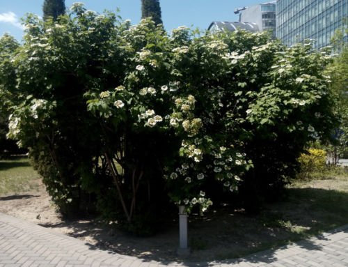 Semi europea Cranberry Bush Viburnum Opulus arbusto ornamentale, 25 Pz