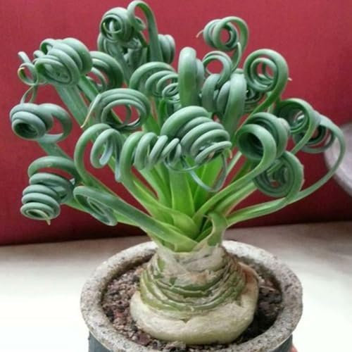 kiskick 100 Stück seltene Spiralgras-Blumensamen, Sukkulenten-Bonsai-Topf, Heimdekoration, Gartenpflanzen für Gartenränder, Terrassentöpfe und Fenster Sprial Grassamen 100pcs