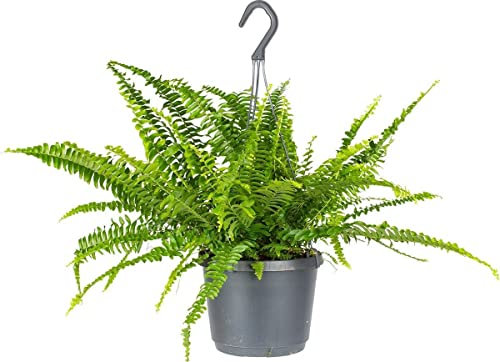 DECOALIVE Helecho Espada PREMIUM Planta Natural de Interior y Exterior