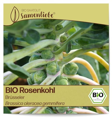 Samenliebe BIO Rosenkohl Samen alte Sorte Brüsseler Grün 200 Samen samenfestes Gemüse Saatgut für Gewächshaus Freiland und Balkon BIO Gemüsesamen winterhart