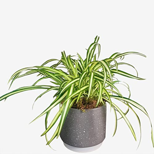 Chlorophytum Spider Plant Houseplant Indoor Decor For Home Office Clean Air UK Delivery