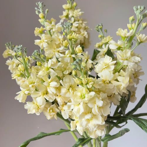 200 Pcs Usambaraveilchen Pflanze Kaufen Samen, Blumen Deko Wohnzimmer, Luftreinigende Zimmerpflanzen Violet, Violette - Matthiola Incana - Winterharte Pflanzen Für Garten, Pflanzen