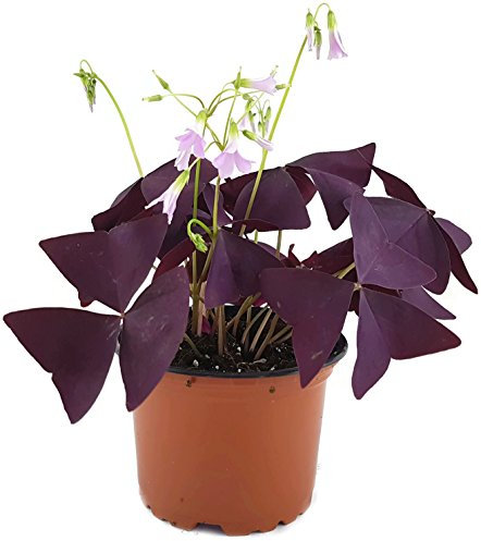 Oxalis triangularisMijke - essbarer Purpur Klee - mit der typischen lila/violetten Kleeblättern - das robuste Trendgewächs 2018