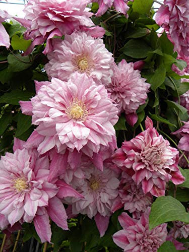 Clématite Patricia Ann Fretwell 'Pafar' C4L