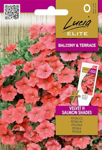 Lucia Elite | Pétunias (Surfinias) Graines de Velvet H Salmon Shades | Graines de fleurs | Graines de pétunia | Plante annuelle, suspendue et à fleurs luxuriantes | 1 paquet