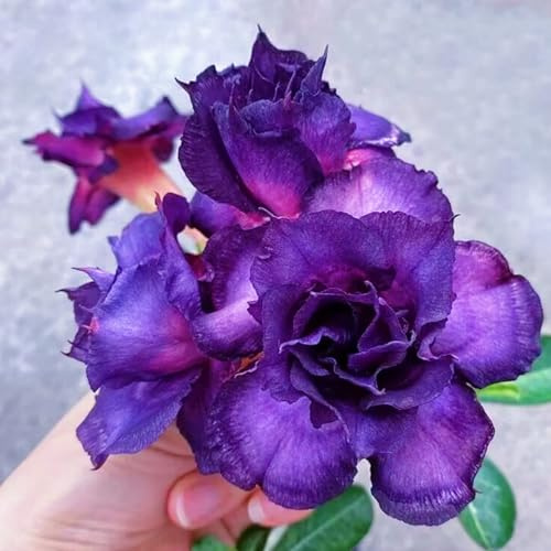 Rosa del desierto Tubérculos resistentes - Rosa del desierto perennes Cebollas para comprar-1Tubérculos-D