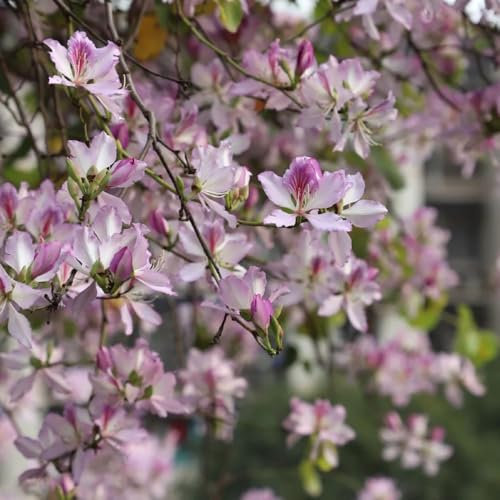 50 pcs Cercis chinensis Samen, pflanzen garten winterhart Chinesischer Judasbaum, immergrüne pflanzen winterhart bonsaibaum gartenpflanzen winterhart mehrjährig, blumenwiese samen
