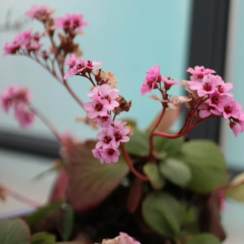 Bergenia Jardín interior balcón Decoraciones exteriores 70semillas