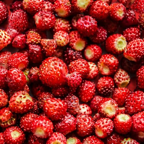 semi di fragola selvatica, giardino per esterni, resistenti in vaso roccioso 100pcs