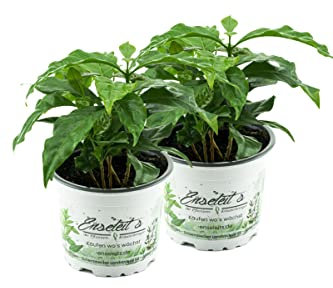 Echter Kaffee (Kaffeepflanze), coffea arabica 2er Set