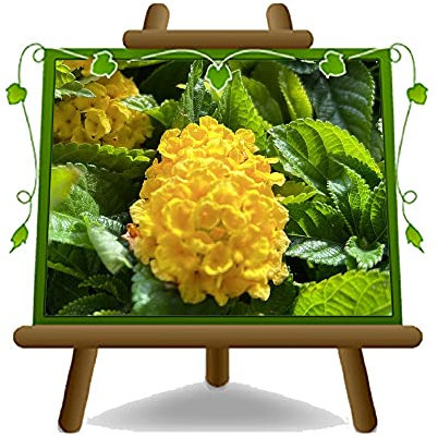 EURO PLANTS VIVAI Lantana Camara Arbusto Planta Ornamental Maceta 14 cm