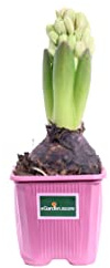 Pianta di Giacinto o Hyacinthus vari colori pianta ornamentale da esterno pianta vera bulbosa da fiore venduta da eGarden.store (Rosa v.7 cm - N.B. Non fiorite. Solo bulbo vitale)