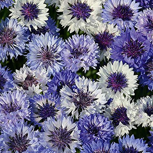 Cornflower 'Classic Fantastic' Seeds Blue-Bottle, Bachelor's Buttons Hardy Annual Flowering Garden Plants Easy to Grow Your Own 1 Packet of 200 Seeds by Thompson and Morgan
