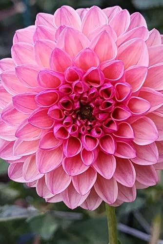 Pink Dahlia Journal: Floral Notebook
