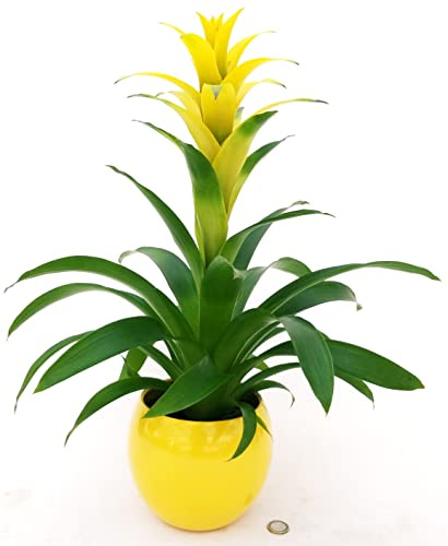 POWERS TO FLOWERS - GUZMANIA GIALLA IN VASO CERAMICA GIALLO SFERICO, VASO 14CM, pianta vera