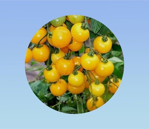 15 graines de tomate cerise jaune ola polka - petite tomate jaune - 15 seeds ola poland -