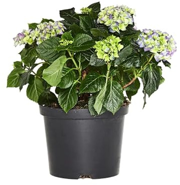 Blue Hydrangea Plant – Hortensia Azul Viva de Exterior Planta Natural con Floración Larga