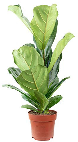 Altezza ca. 65 cm, pentola Ø 17 cm – Ficus Lyrata