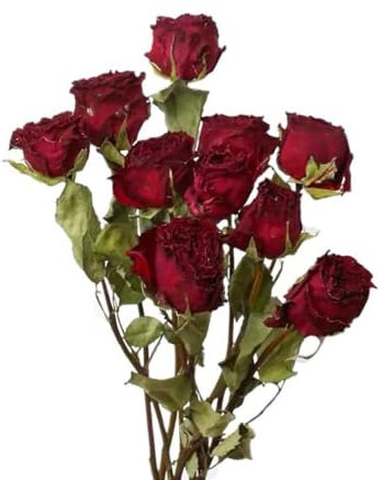 TooGet Natürliche getrocknete Blumen Bouquet, 10 Pcs rote getrocknete Rosen für Hochzeit Dekoration und DIY Kranz Floral Home Decor