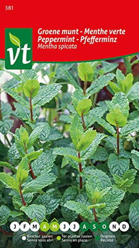 Pfefferminze Mentha spicata, frischer Minzgeschmack.