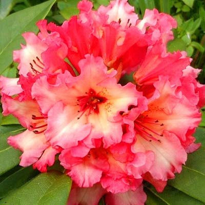 New 100pcs Rhododendron Flower Seeds for Gardening Light red