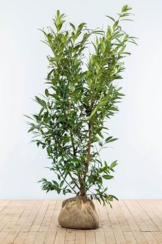 Kirschlorbeer ‚Herbergii‘ – Prunus laurocerasus – Heckenpflanze – Auswahl der Höhe 60–200 cm – immergrün & robust – ideal für Sichtschutz und dichte Hecken (Variante 175-200cm)